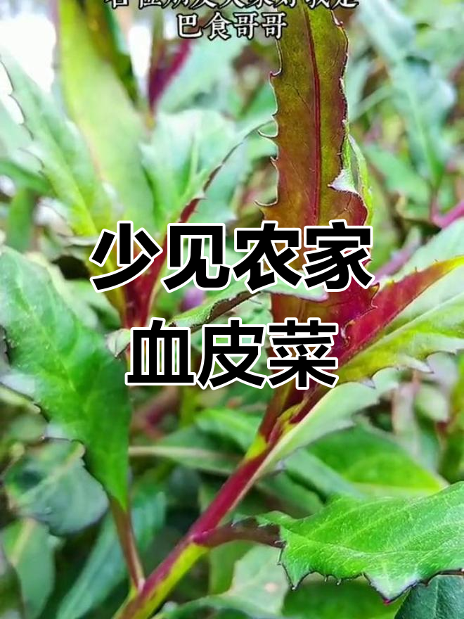 血皮菜:一种少见的农家野味,炒火锅特别美味