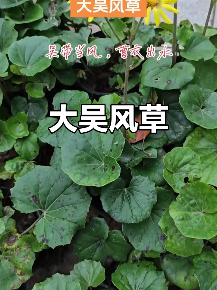 大吴风草,菊科草本植物,别名活血莲