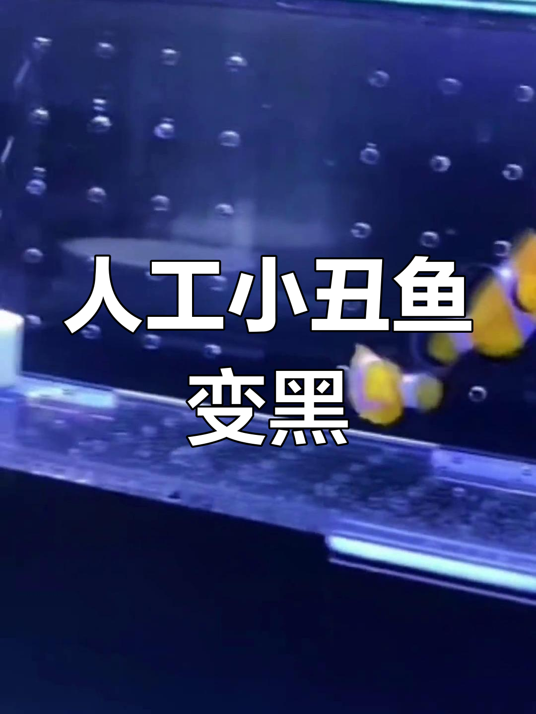 小丑鱼晒黑后更像野生,颜色变化惊艳