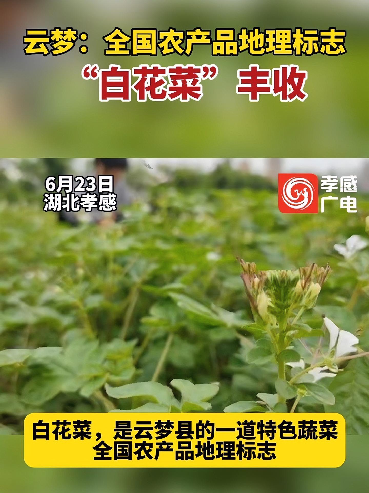 云梦:全国农产品地理标志“白花菜”丰收 白花菜