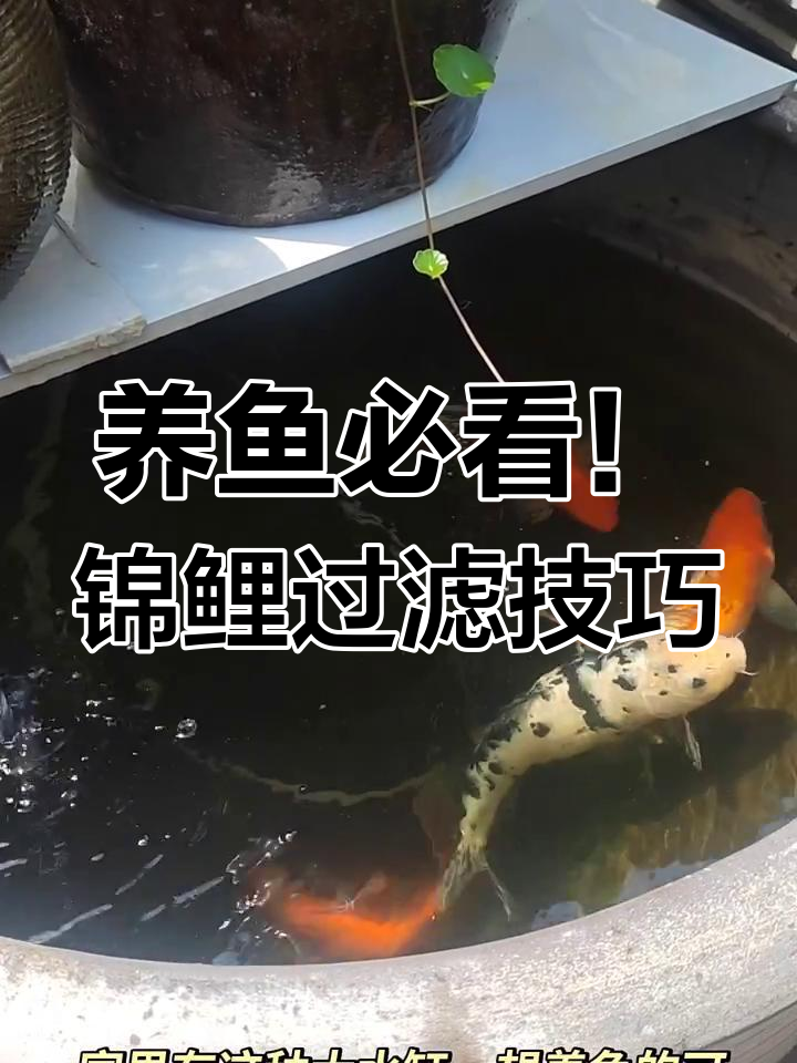 锦鲤养殖大揭秘:从过滤系统到水质管理全攻略