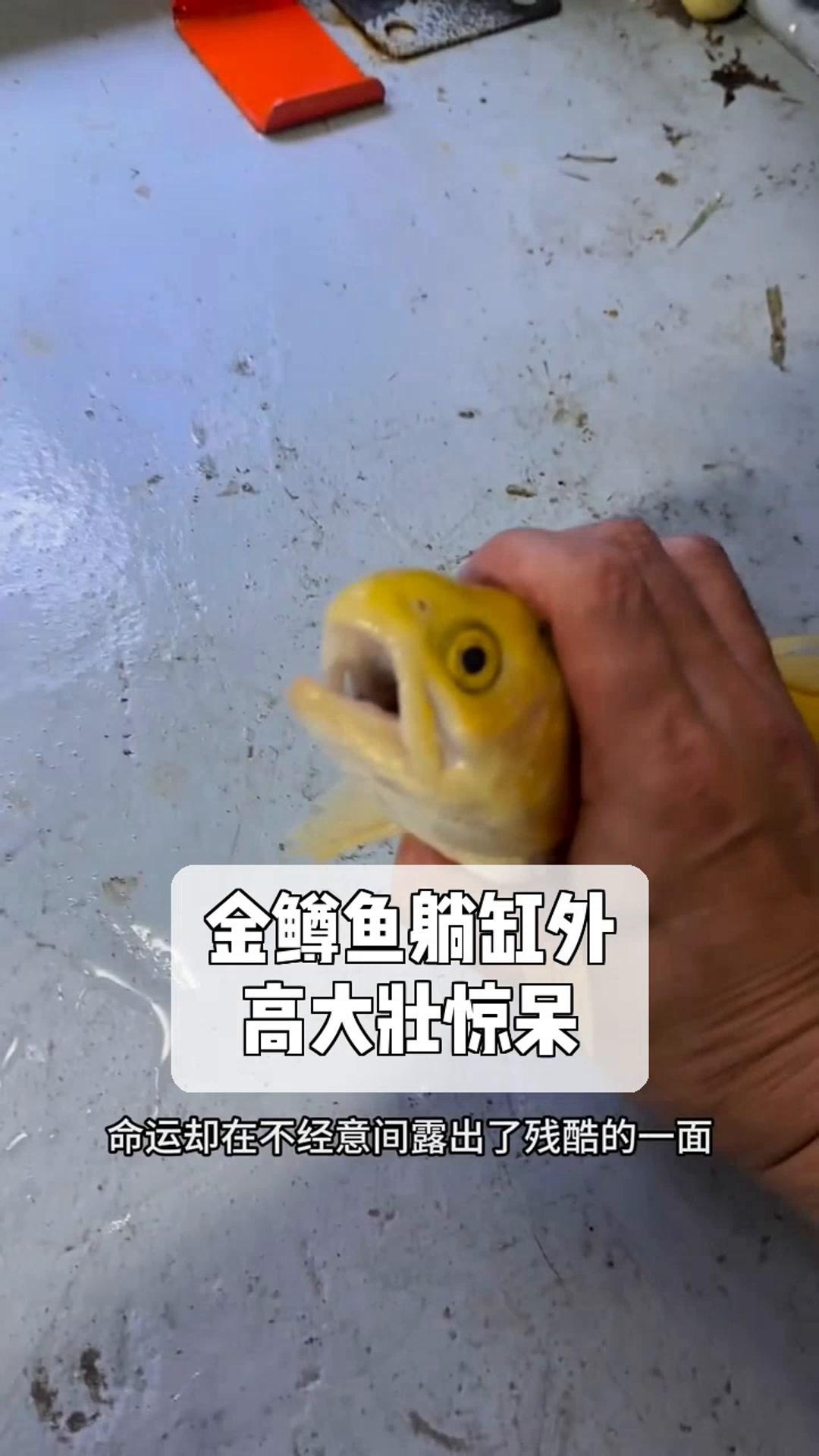 金鳟鱼躺缸外,高大壮惊呆