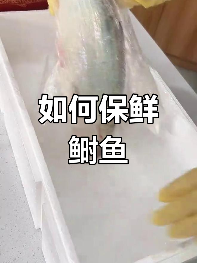 鲥鱼运输中如何保护鳞片