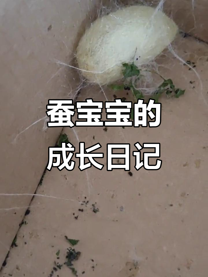 蚕宝宝成长全纪录:从卵到茧,真实记录它们的神奇变化