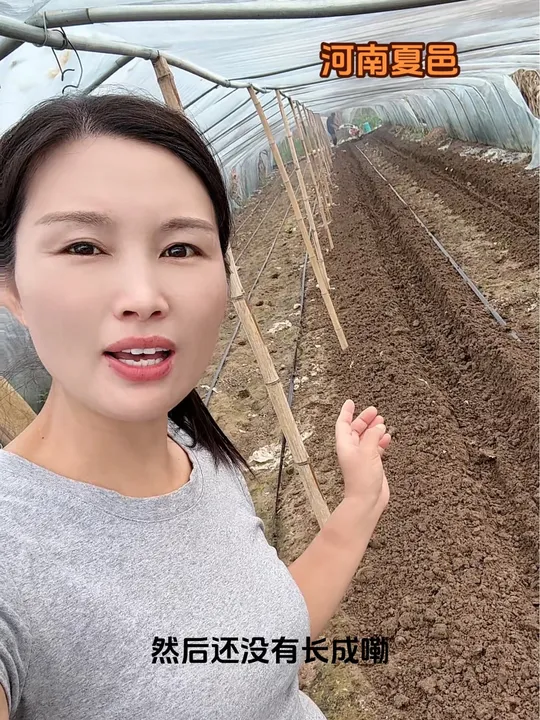 预计今年农业种植的大白菜产量不会少