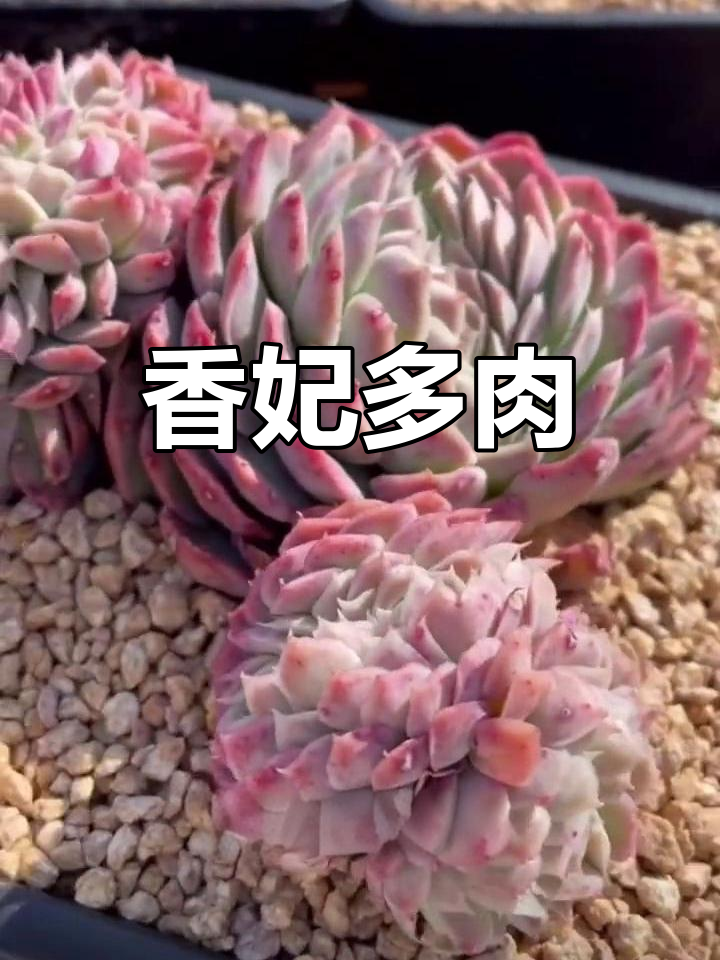 香妃月影:景天科女石莲花,秋冬变粉红,叶片薄如蝉翼