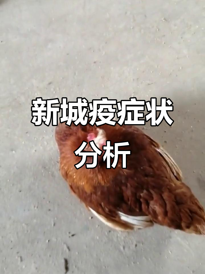 新城疫症状解析：蛋鸡如何应对