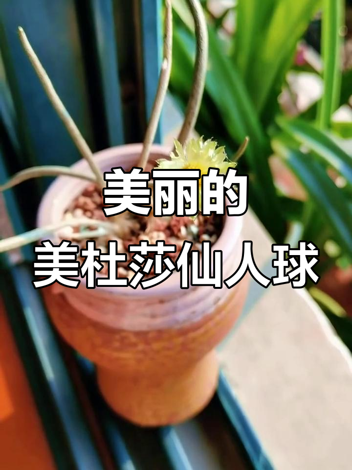 美杜莎仙人球:神秘而美丽的植物