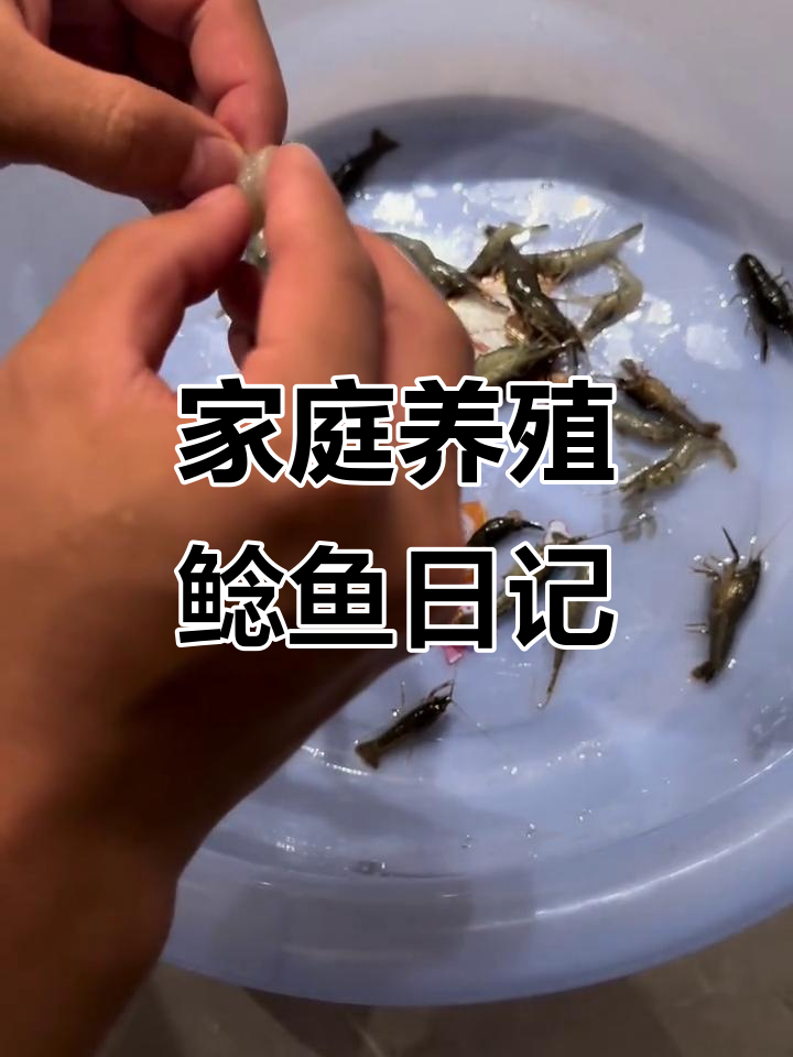 在家养鲶鱼,三天喂虾增重两斤,水质管理大揭秘