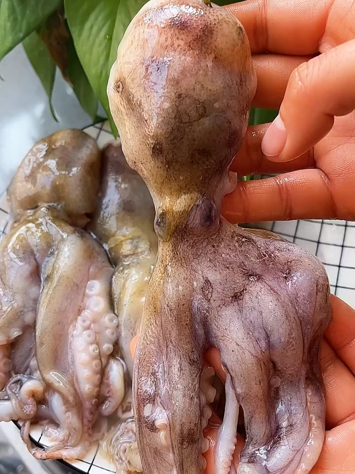 今天教大家如何正确清理八爪鱼