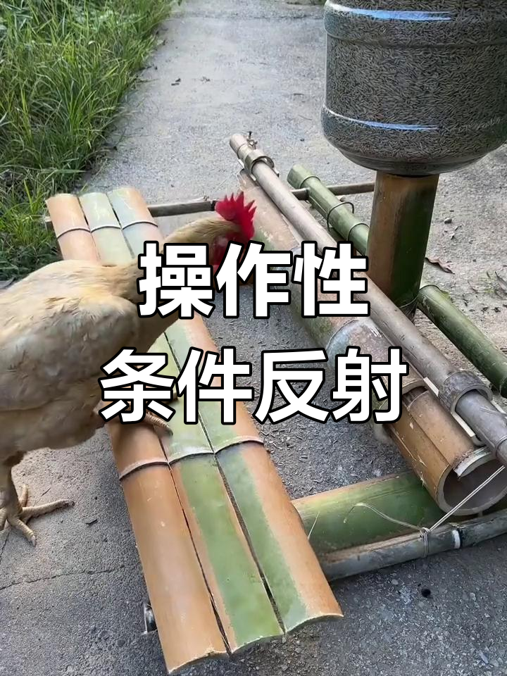 鸡通过操作条件反射获取食物