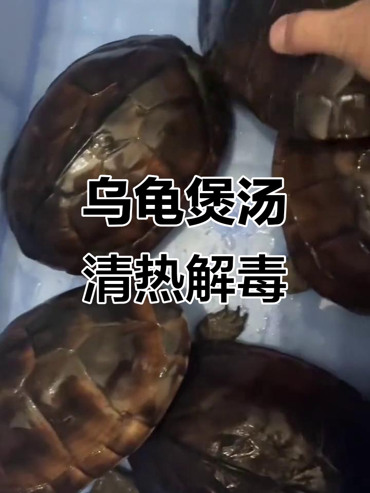 石金钱龟汤,清热解毒又抗癌