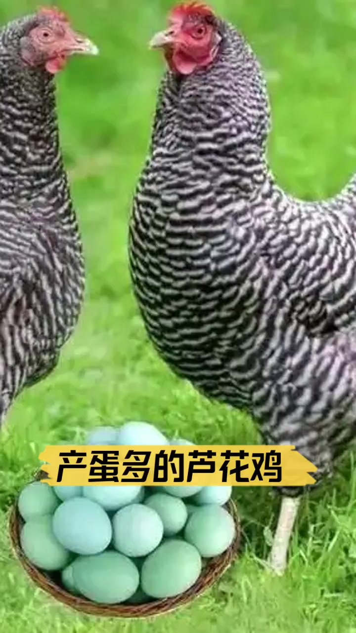 产蛋多的芦花鸡