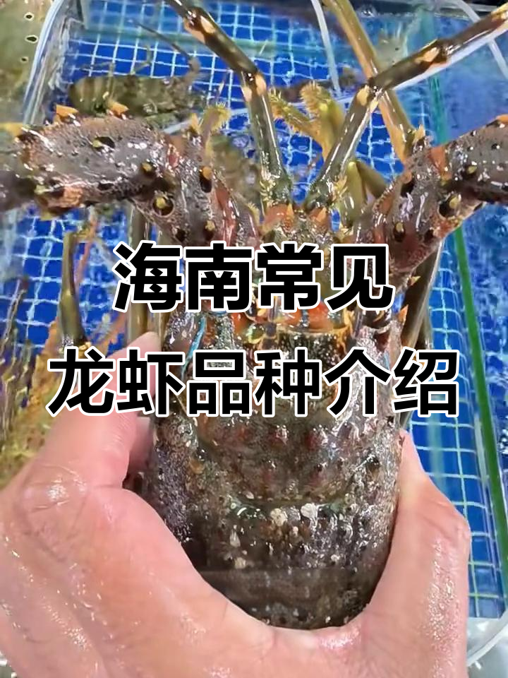 海南龙虾大揭秘:从杂志龙到小青龙的全方位解析