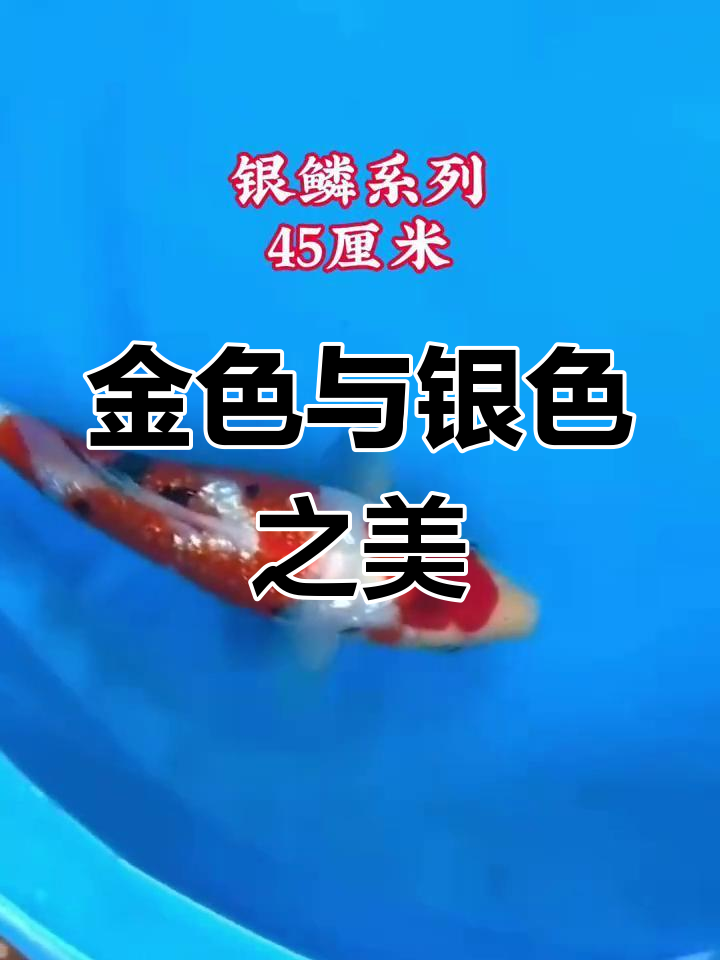 银鳞锦鲤,金色或银色闪耀,美丽独特