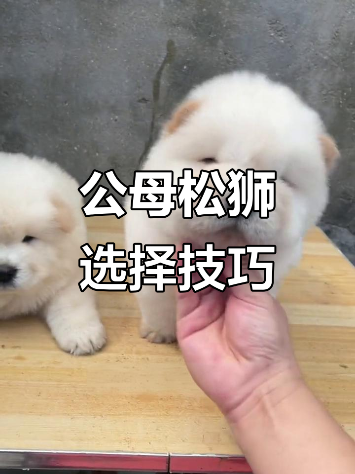 松狮犬挑选指南:公母对比,选哪只更合适?