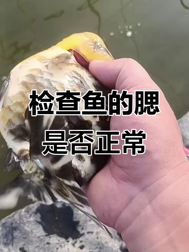 如何检查鱼腮病?三色玛丽与大体兰寿金鱼健康分析