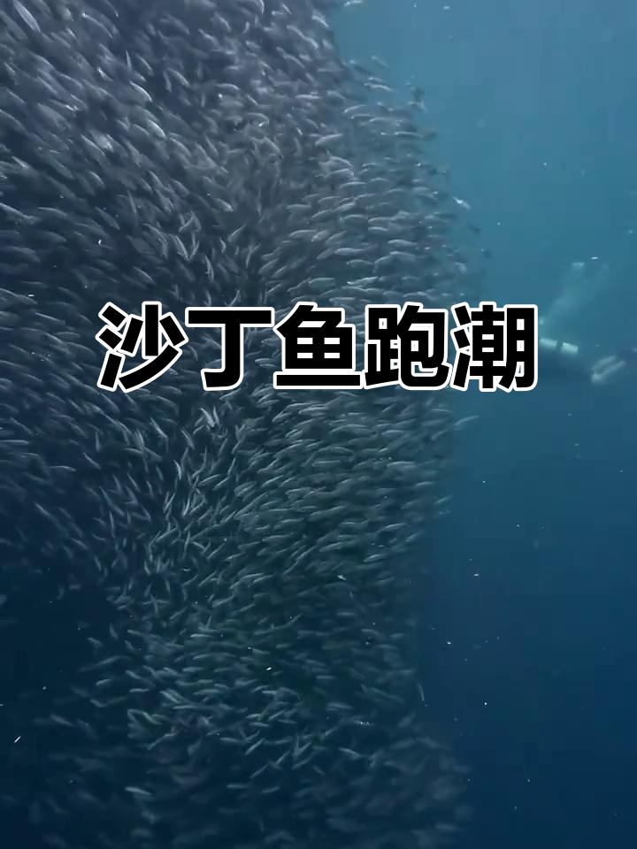 沙丁鱼风暴来袭,Sardine Run狂潮
