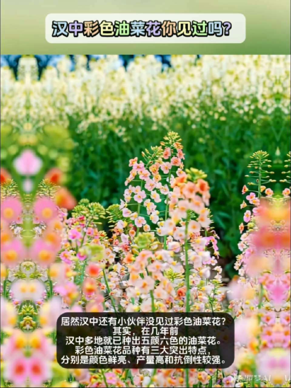 汉中彩色油菜花你见过吗?2025云享汉中、一起云享汉中油菜花、2025畅游金色花海品味汉风