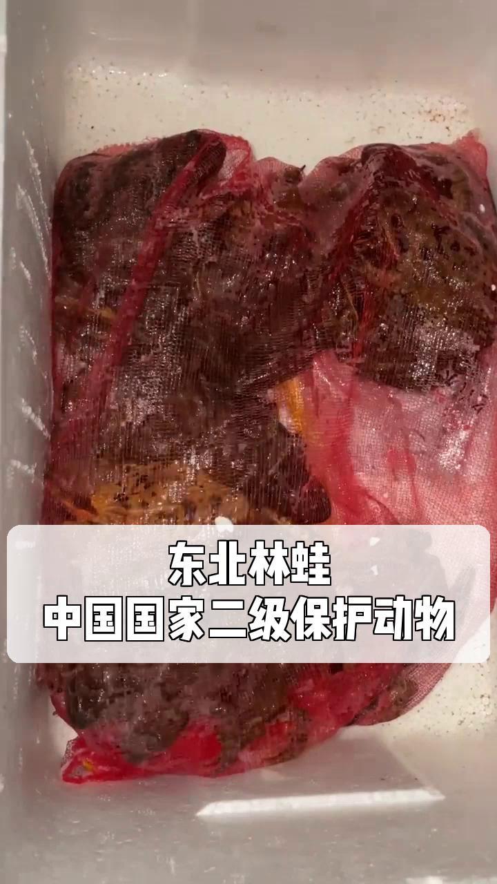 东北林蛙,中国国家二级保护动物