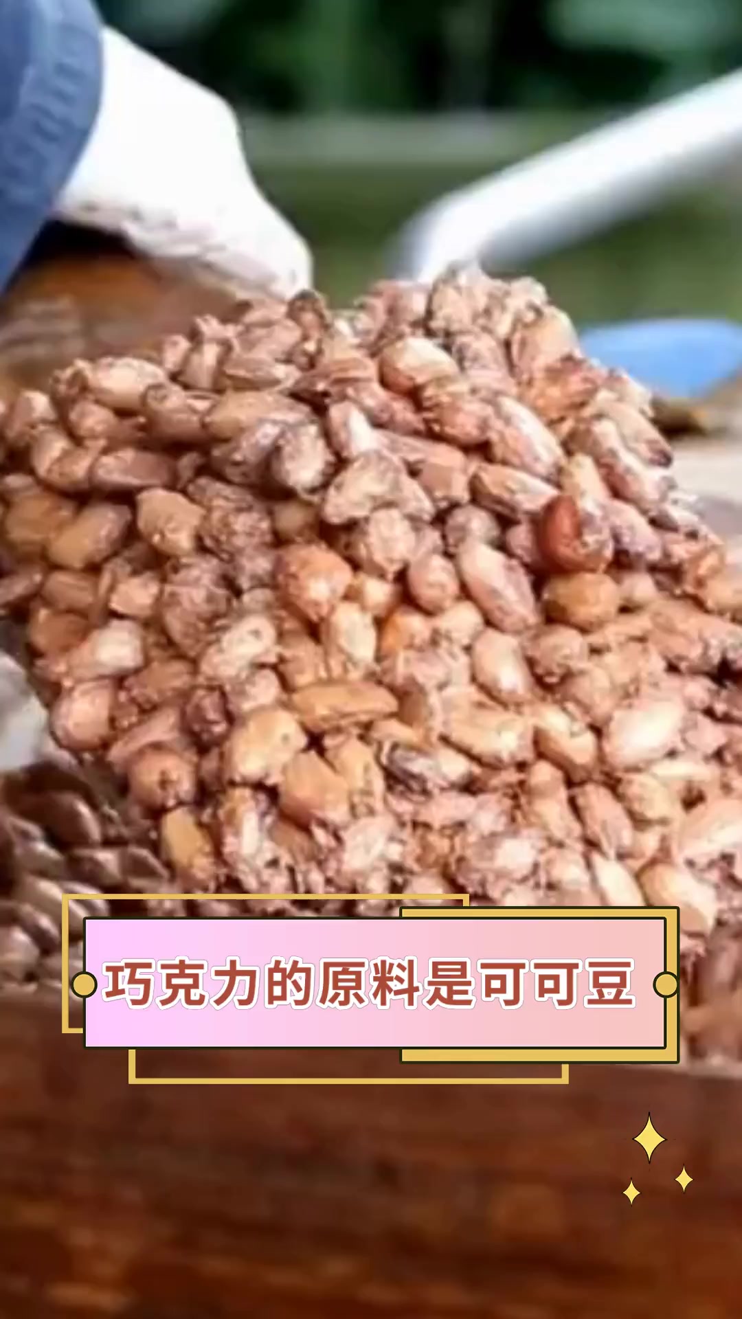 巧克力的原料是可可豆