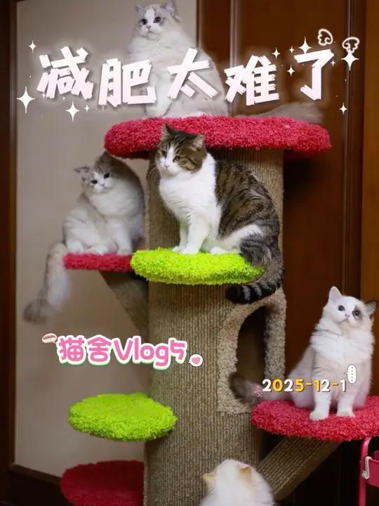 这父子两越来越圆了不减肥还能行吗？是娃娃吖简州猫臭臭钻石娃娃布偶猫 猫舍日常