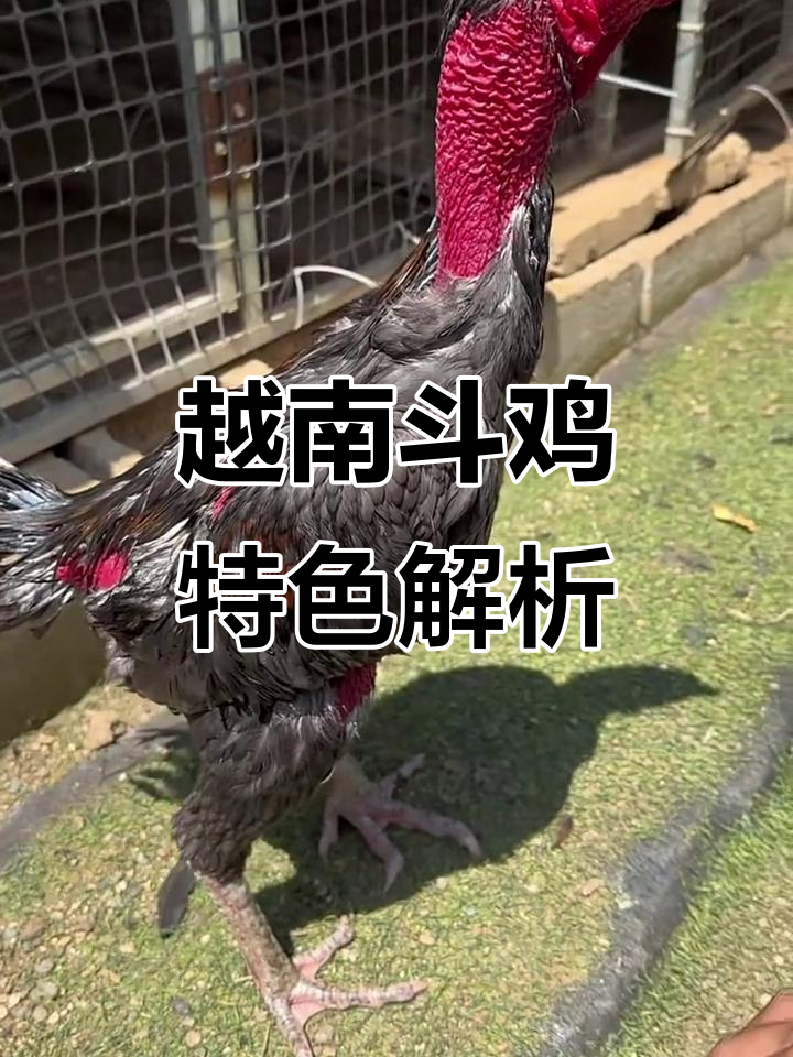越南斗鸡:纯种母鸡与宽胸背的魅力