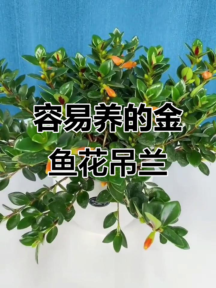 金鱼花吊兰:室内外皆宜的美丽盆栽,轻松养护