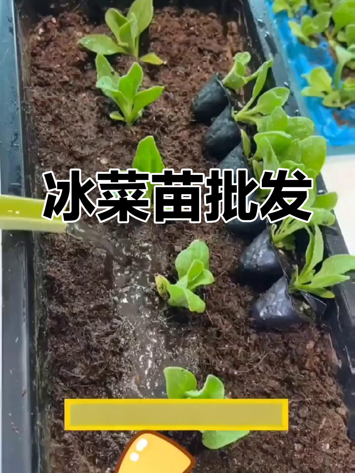 省心种植,冰菜苗直接购买,阳台小院轻松栽培