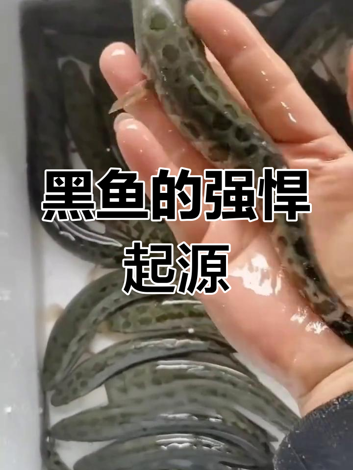 黑鱼幼崽天生强健,流线型体态与鳞片赋予其凶猛气质