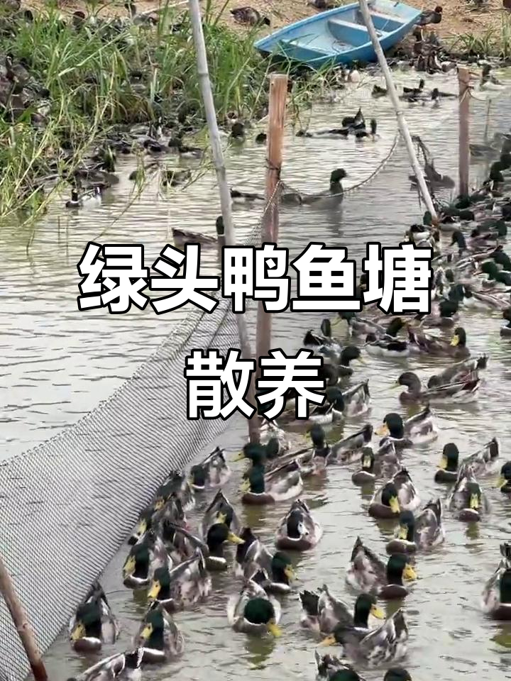 鱼塘散养绿头鸭,吃小鱼小虾长大,生态养殖乐趣多