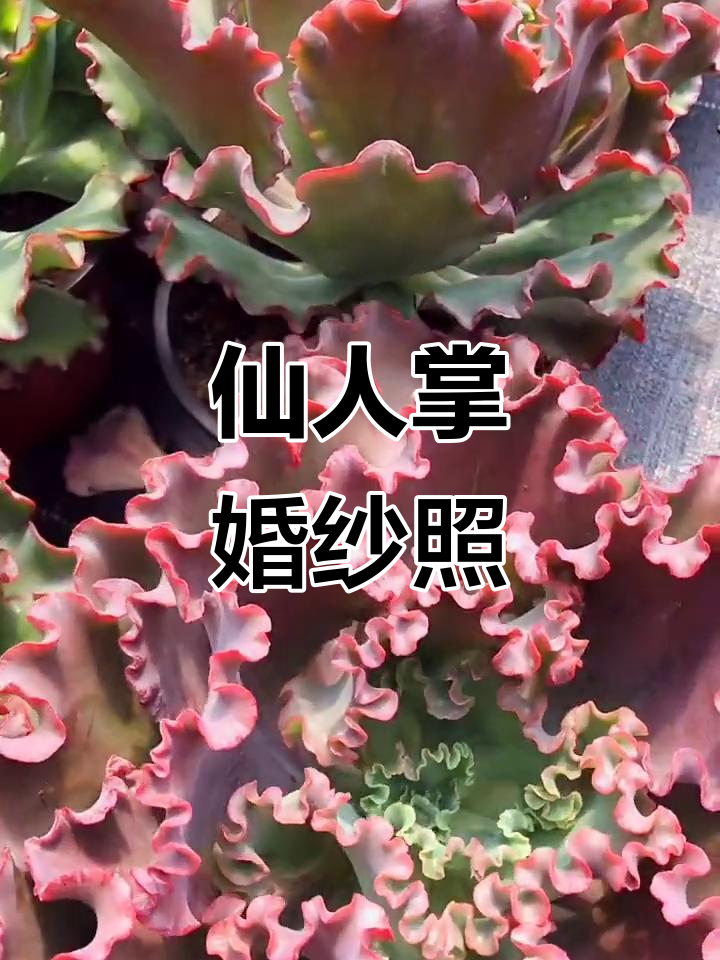 多肉植物婚纱大包菜,仙人掌也能这么美!