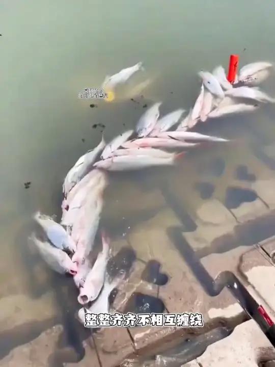 一秒扣鱼，拒绝繁琐！又快又方便，钢丝绳强度够够的，太好用了！路亚活鱼扣串鱼绳，就用这种，携