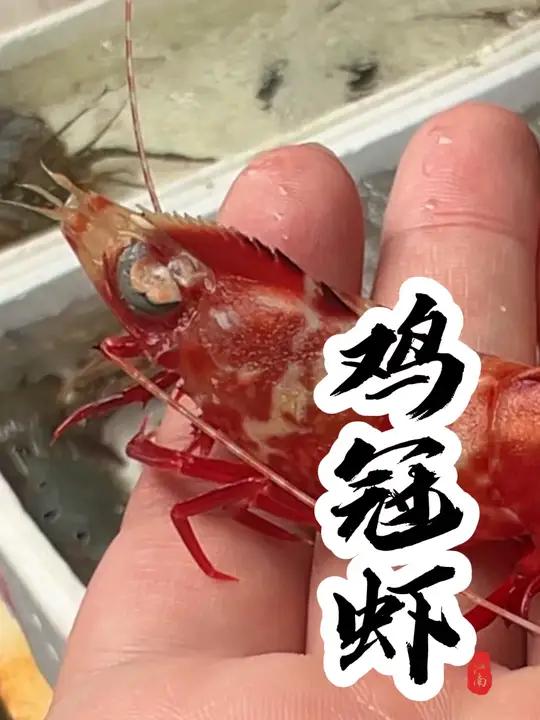 同学们,这个虾你们那儿叫什么名字?怎么吃最好吃呢?