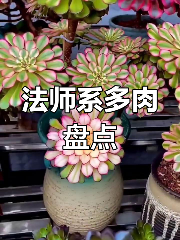 七款超美法师多肉,你最喜欢哪一款?