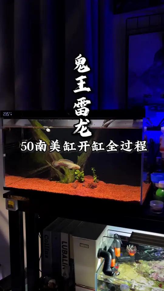 丝滑小连招,开个雷龙缸!养雷龙还是得带盖快乐缸!当贝鱼缸 雷龙缸造景 鬼王雷龙 养鱼日记