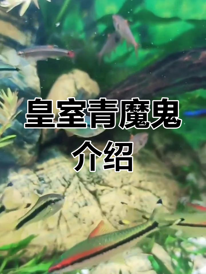 皇室青魔鬼:南美神秘灯鱼,魅力十足的观赏选择