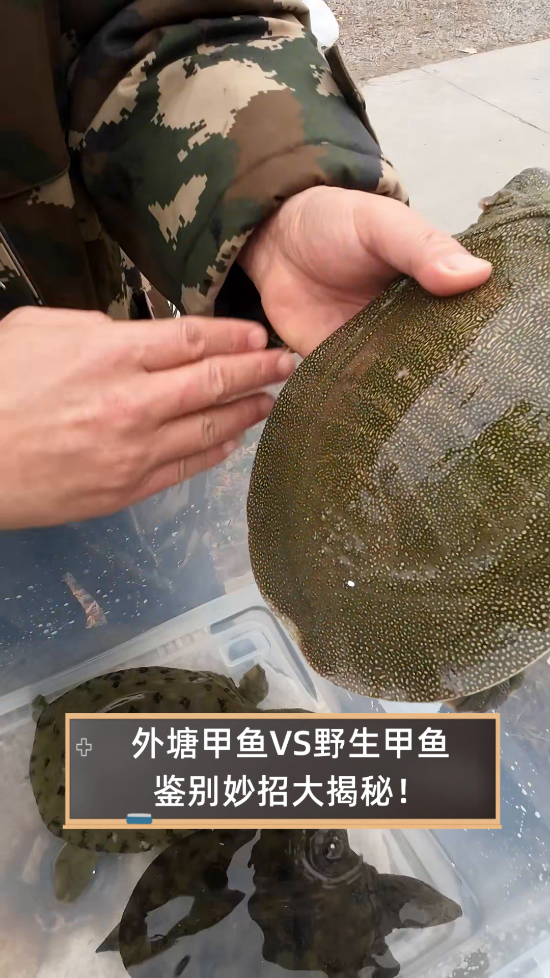 外塘甲鱼VS野生甲鱼,鉴别妙招大揭秘!