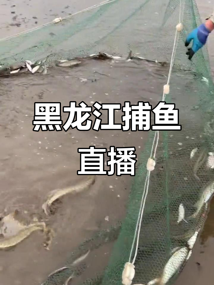 黑龙江捕鱼直播,上鱼瞬间超刺激!