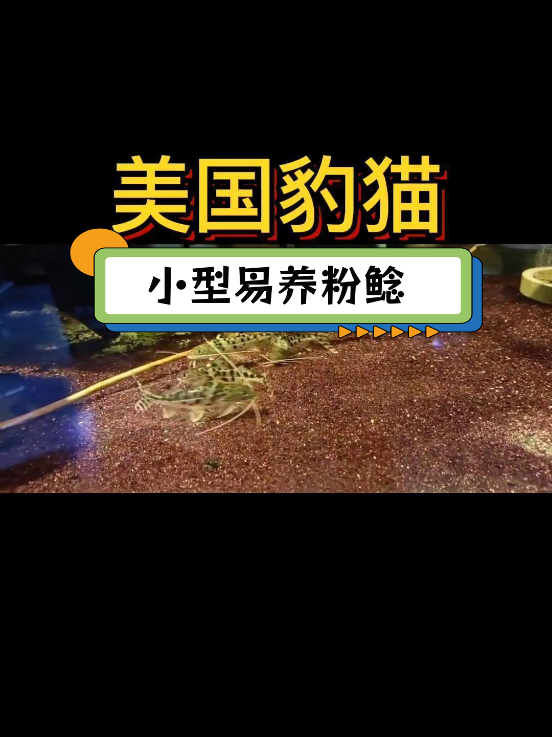 粉色鲶鱼品种解析