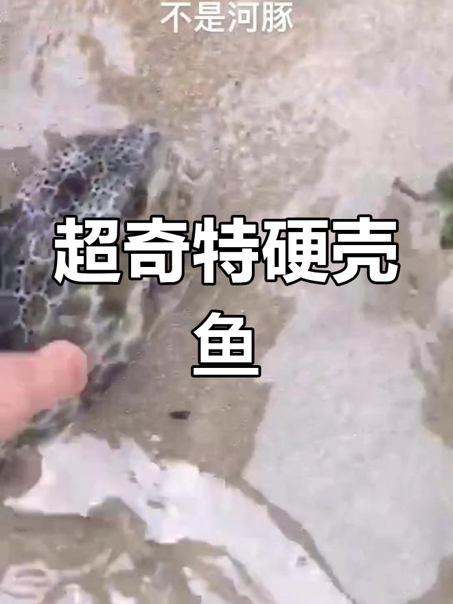 硬壳鱼竟然这么特别!
