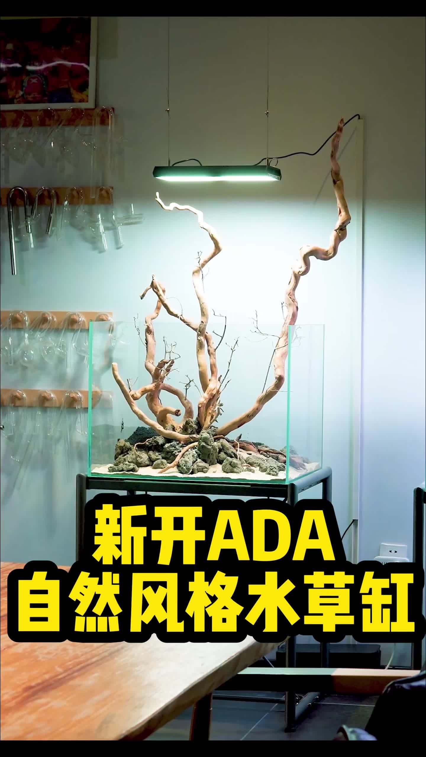 怎么开一个ADA自然风格水草缸 草缸教程来了 水族 水草缸 养鱼 鱼缸里的大自然 造景