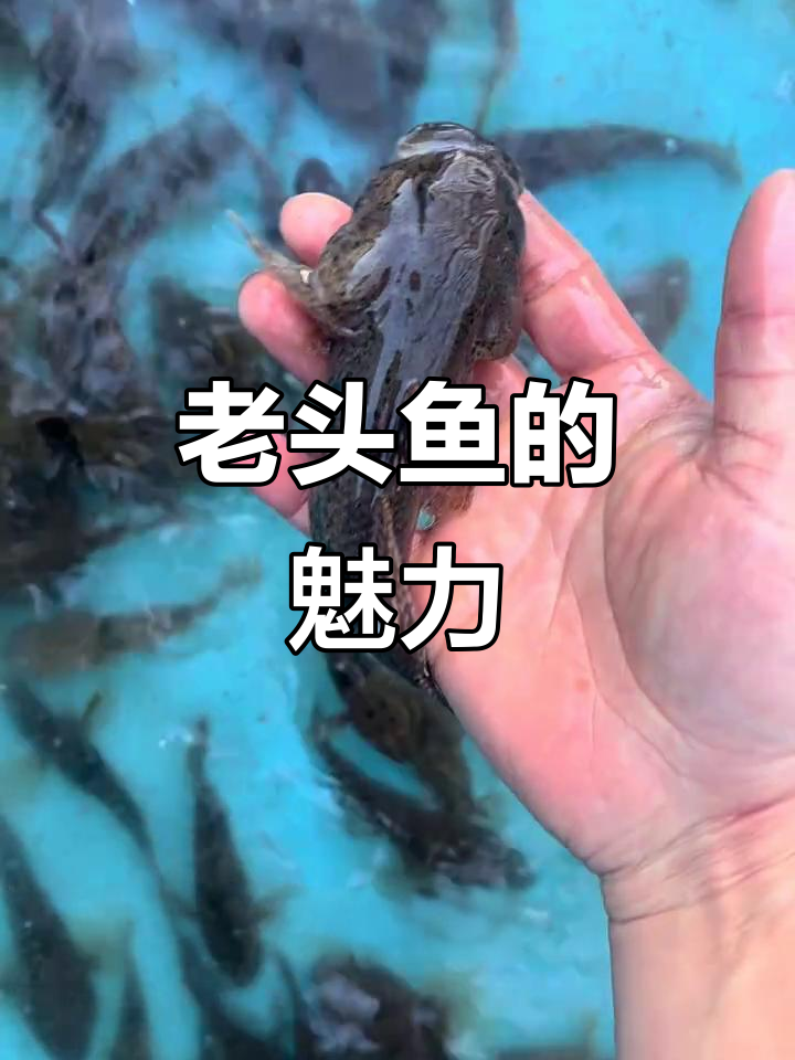 河川沙塘鳢:观赏与食用两不误,猛鱼混养更有趣