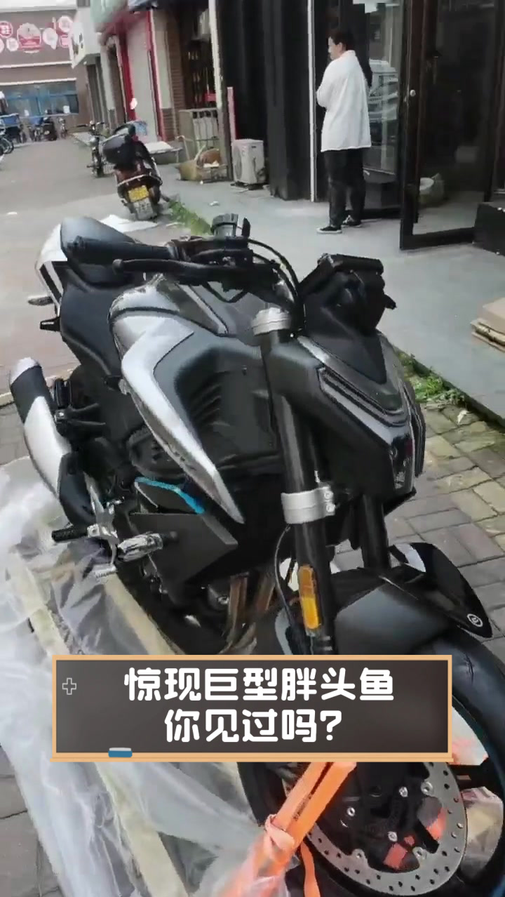 惊现巨型胖头鱼,你见过吗?
