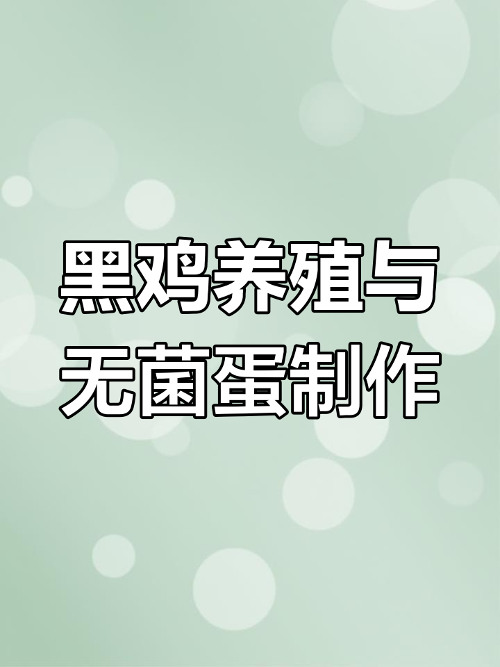 揭秘黑鸡养殖的独特山地环境,如何打造无菌蛋的生产过程