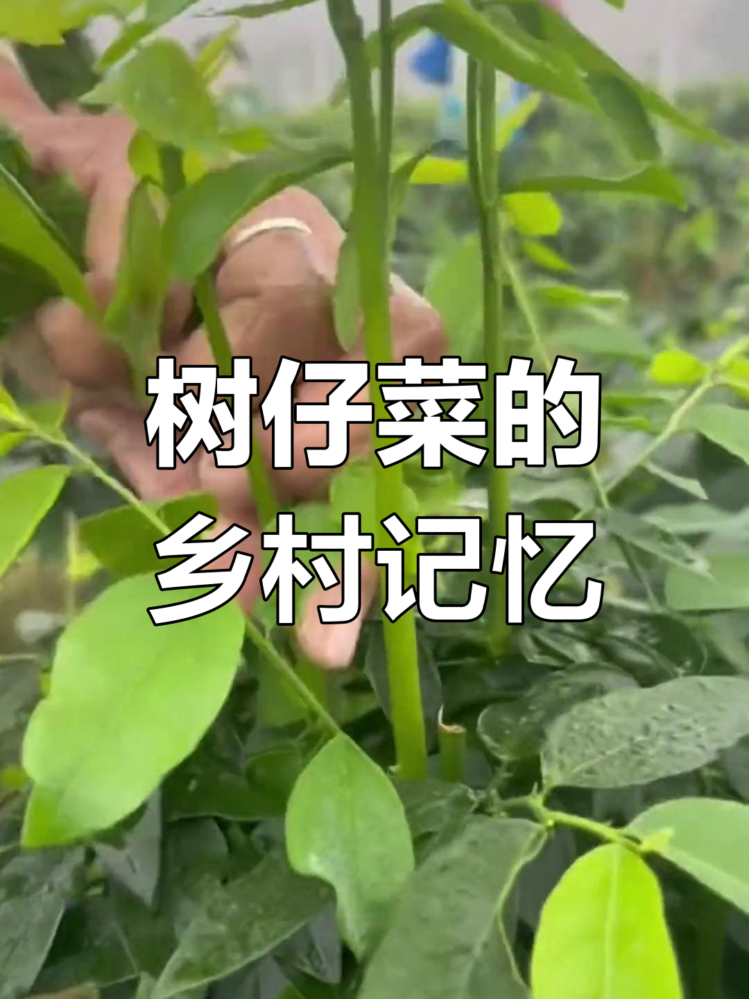 五指山野菜,家乡的味道