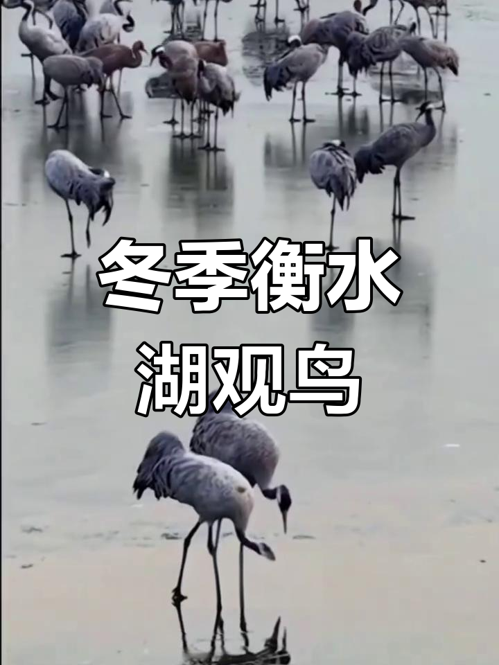 衡水湖冬日观鸟,黑白天鹅与大雁共舞