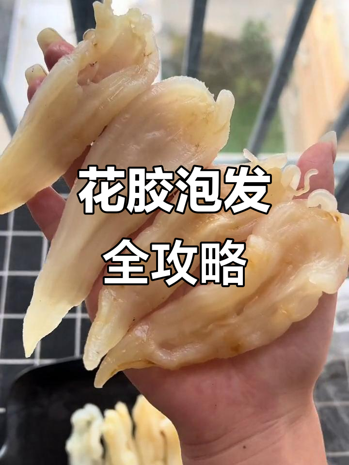 北海公与双倍椒花胶泡发技巧,炖汤更美味