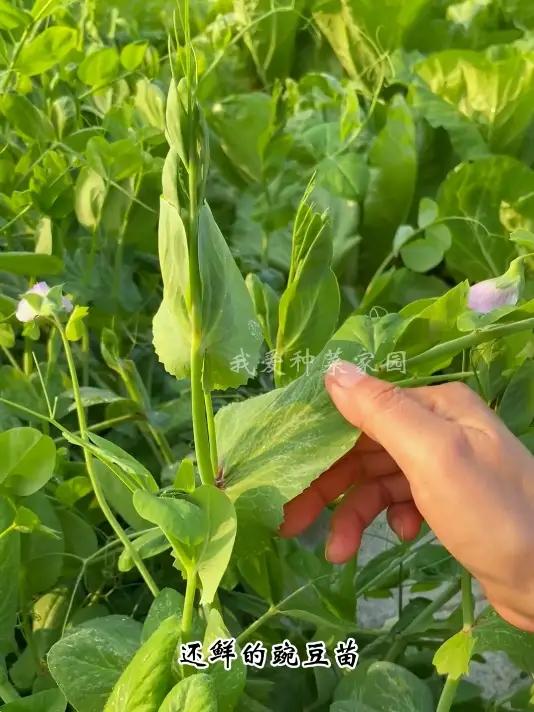 豌豆苗该种了 田园生活 种菜 豌豆苗