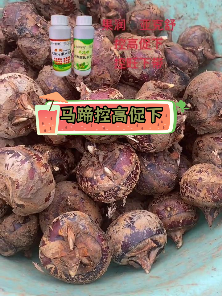 马蹄控旺下带,蓝叶果润组合助力开花
